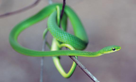 A bright green, slender snake wrapped around a twig.